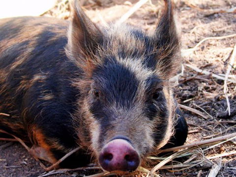 Jamberoo Valley Farm - Accommodation Bookings 2