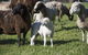 Jamberoo Valley Farm - thumb 4