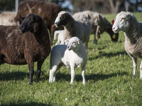Jamberoo Valley Farm - Accommodation Bookings 4