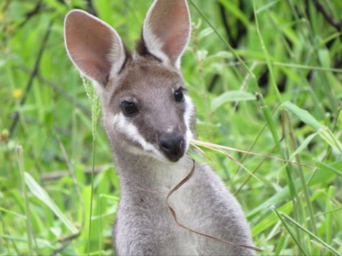 Takarakka Bush Resort Carnarvon Gorge - Accommodation Bookings 8