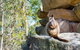 Waterfall Springs Retreat And Wildlife Sanctuary - thumb 9