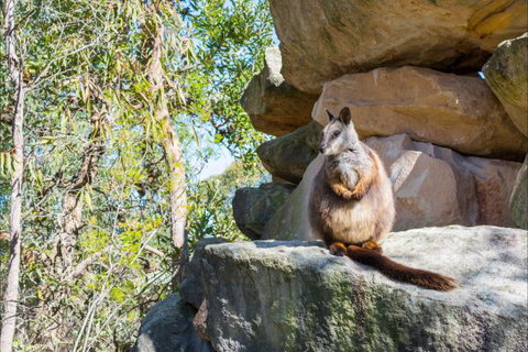 Waterfall Springs Retreat And Wildlife Sanctuary - Accommodation Bookings 9