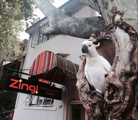 Zing! Backpackers Hostel - Accommodation Bookings 0