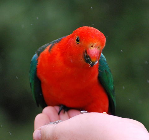 Bellthorpe Stays - Nature's Retreat - Accommodation Bookings 1