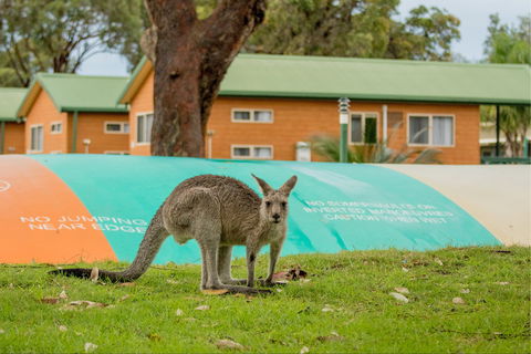 BIG4 Moruya Heads Easts Dolphin Beach Holiday Park - Accommodation Bookings 7