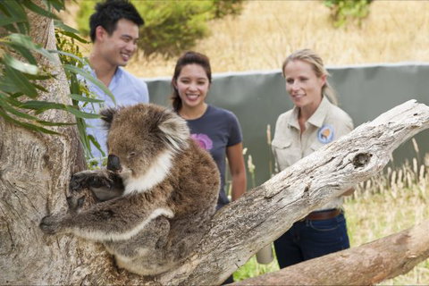 Great Ocean Ecolodge - Accommodation Bookings 1