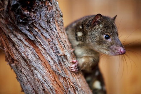 Great Ocean Ecolodge - Accommodation Bookings 4