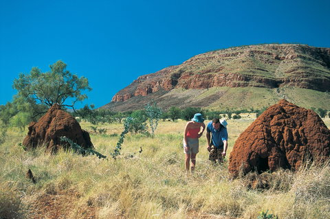 Silent Grove Camp At Wunaamin Miliwundi Ranges Conservation Park - Accommodation Bookings 3