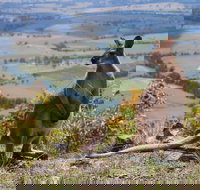 Eaglereach Wilderness Resort - Accommodation Bookings