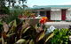 Glenrowan Kelly Country Motel - thumb 5