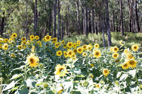 Gracefield Estate - Accommodation Bookings 1
