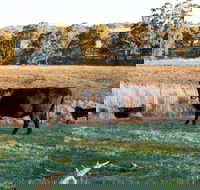 Lone Pine Homestead - Accommodation Bookings
