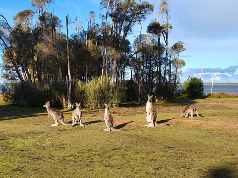 Waterfront Retreat At Wattle Point - Accommodation Bookings 2