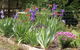 Karoola Cottage - thumb 1