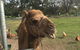 Mudgees Getaway Cottages - thumb 0