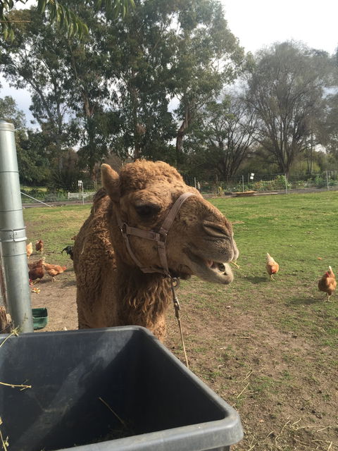 Mudgees Getaway Cottages - Accommodation Bookings 0
