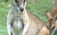 Koala Villas And Caravan Park - thumb 5