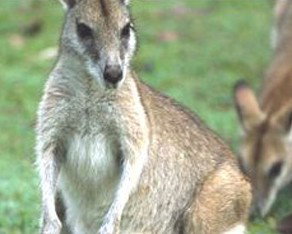 Koala Villas And Caravan Park - Accommodation Bookings 5