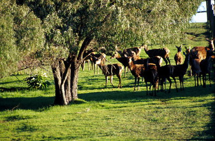 Caves Road Chalets - Accommodation Bookings 2