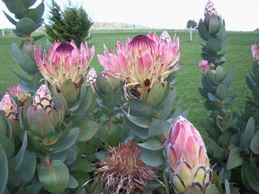 Stargazers - Accommodation Bookings 3