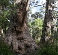 Valley of the Giants Cottage - Accommodation Bookings