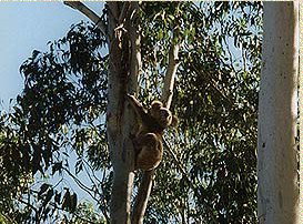 Bush Haven - Accommodation Bookings 1