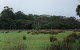 Bush Haven - thumb 4