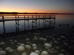 Lake Clifton Caravan Park - thumb 0