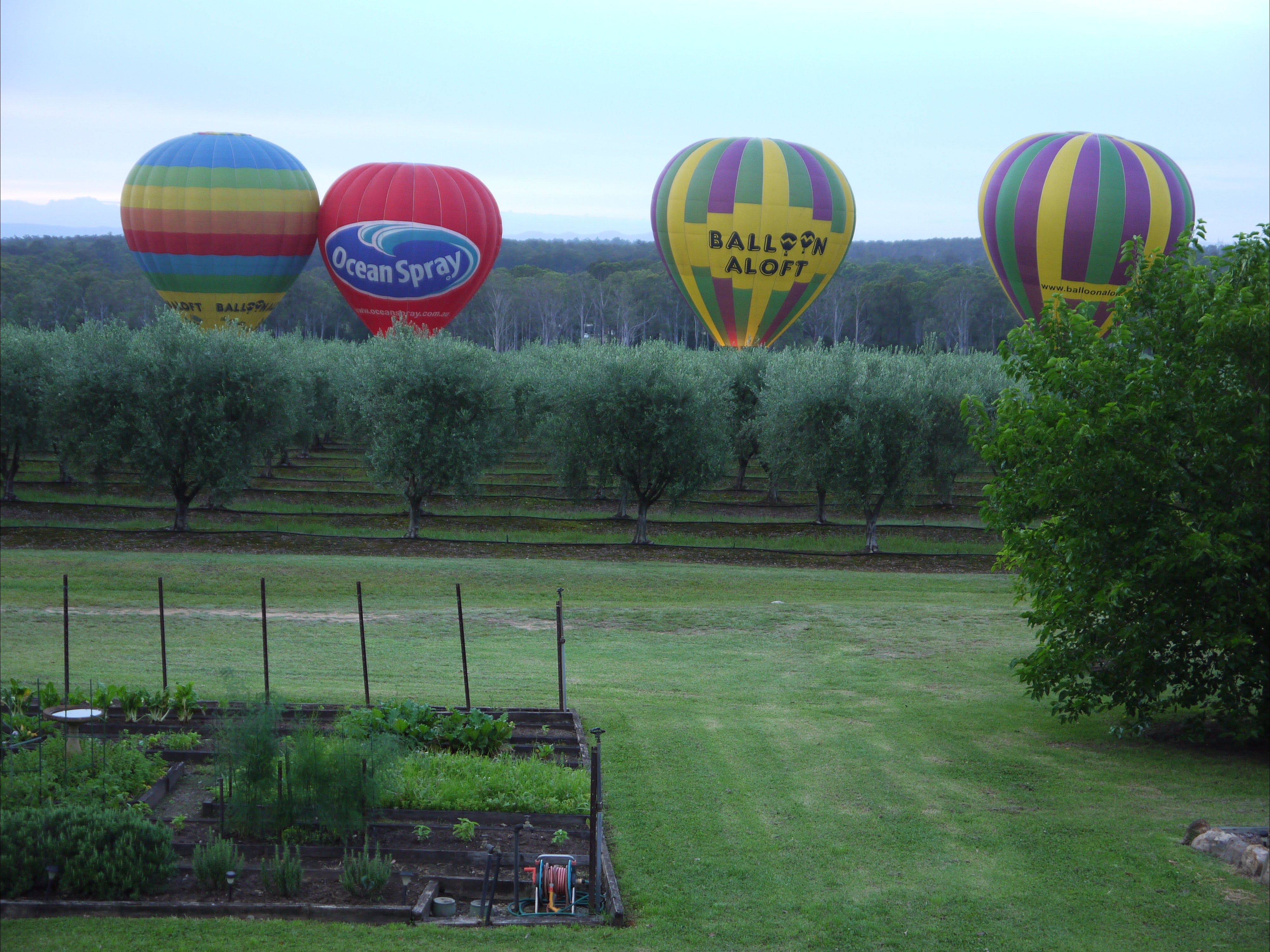 Adina Vineyard & Olive Grove - thumb 1