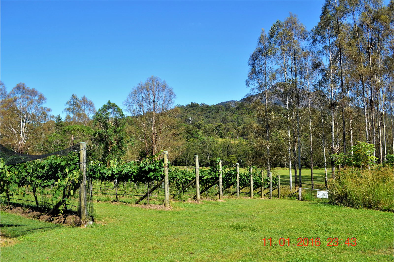 Barney Creek Vineyard Cottages - thumb 1