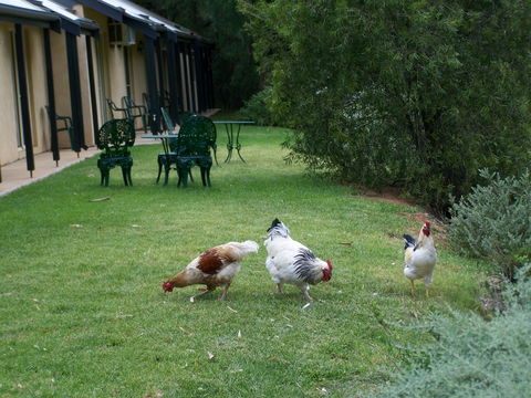 Burra Motor Inn - Accommodation Bookings 2
