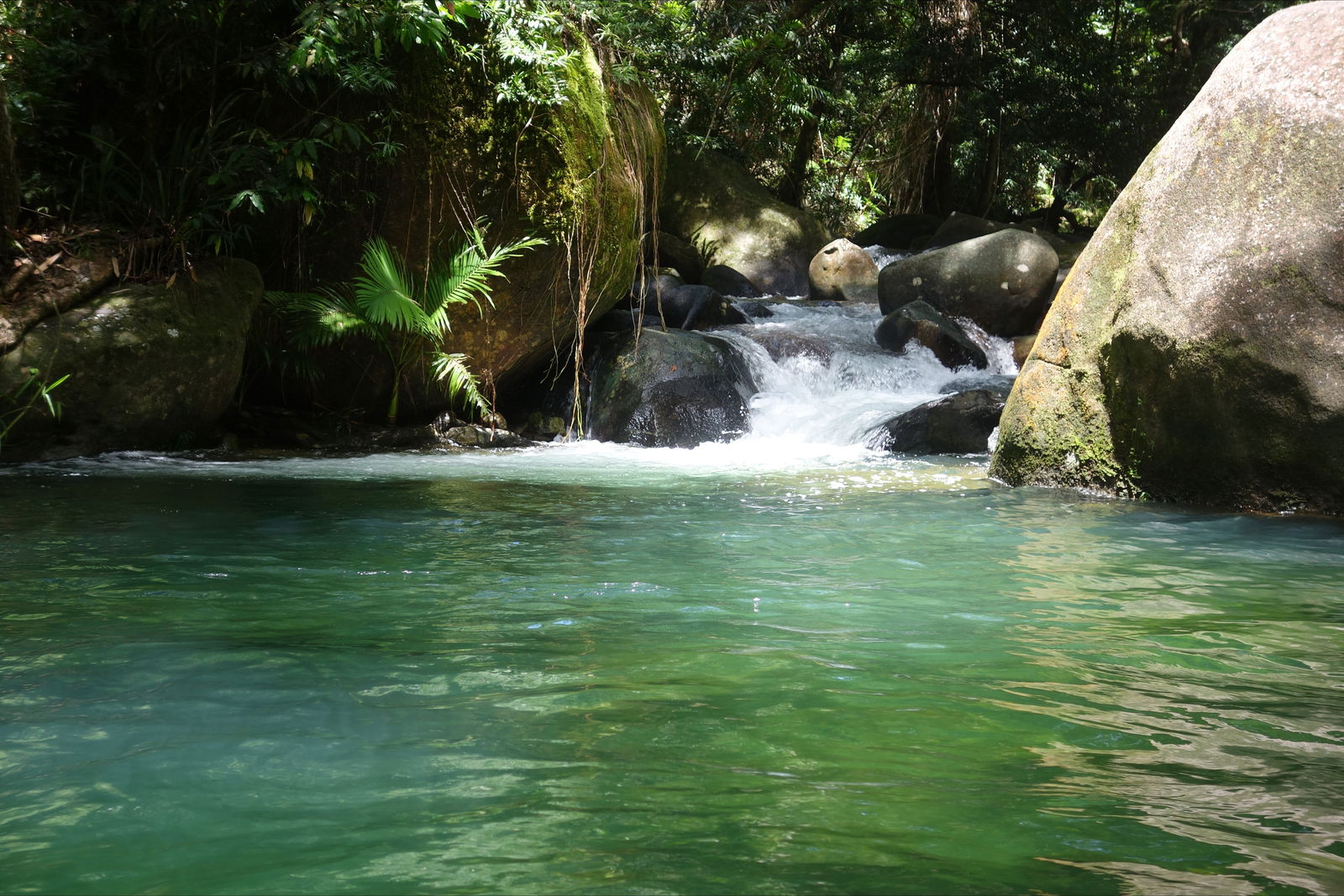 Daintree Secrets Rainforest Sanctuary - thumb 0