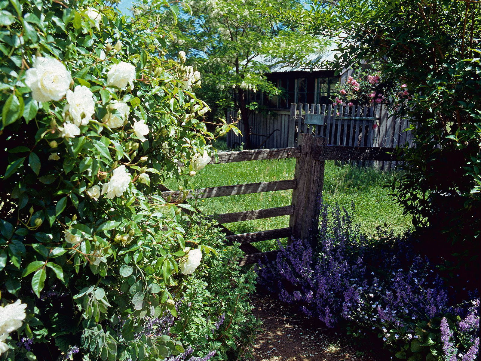 Hamilton's Cottage Collection And Country Gardens - Edwards - thumb 0