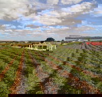 1837 Barossa Luxury Vineyard Cottages - Accommodation Bookings