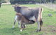 Animal Land Farm Stay - thumb 2