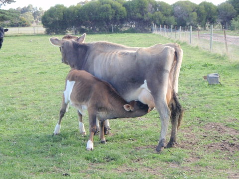 Animal Land Farm Stay - Accommodation Bookings 2