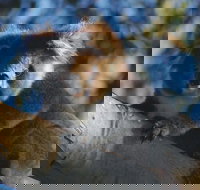 Bimbi Park Camping Under Koalas - Accommodation Bookings