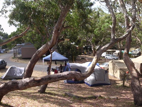 Bimbi Park Camping Under Koalas - Accommodation Bookings 1