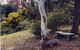 Kurringai Cottage - thumb 1