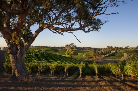 Longview Vineyard Accommodation - Accommodation Bookings 2