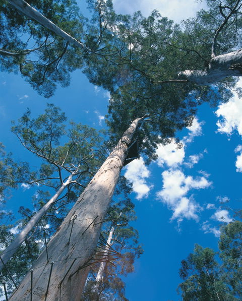 Drafty's Camp At Warren National Park - Accommodation Bookings 2