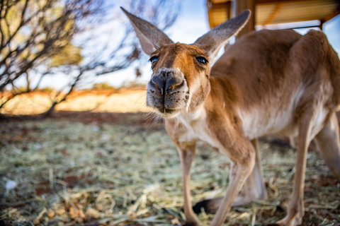 Erldunda Roadhouse - Accommodation Bookings 2