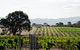 Hounds Run Vineyard - thumb 1
