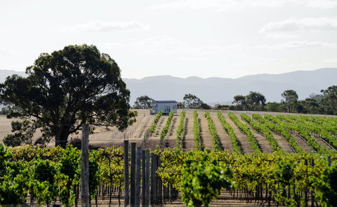 Hounds Run Vineyard - Accommodation Bookings 1