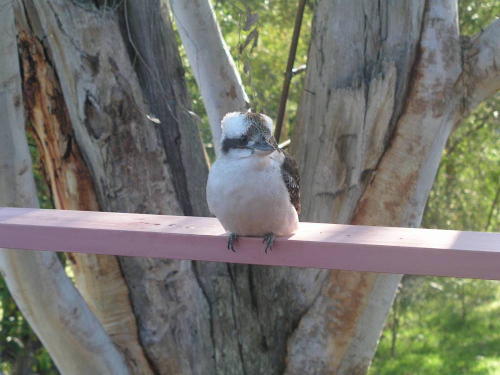 Kookaburra Dreaming - thumb 0