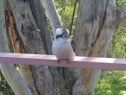 Kookaburra Dreaming - Accommodation Bookings 0