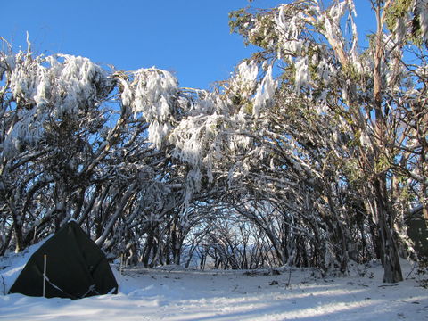 Mt Stirling Alpine Winter Camp - Accommodation Bookings 2