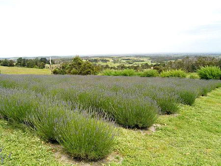 Serendipity Lavender Farm - Accommodation Bookings 1