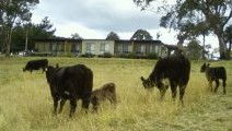 Bumblebrook Farm Motel - Accommodation Bookings 1