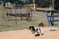 Bumblebrook Farm Motel - Accommodation Bookings 5